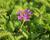 Sporýš 'Homestead Purple'