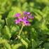 verbena-sporys-homestead-purple.jpg