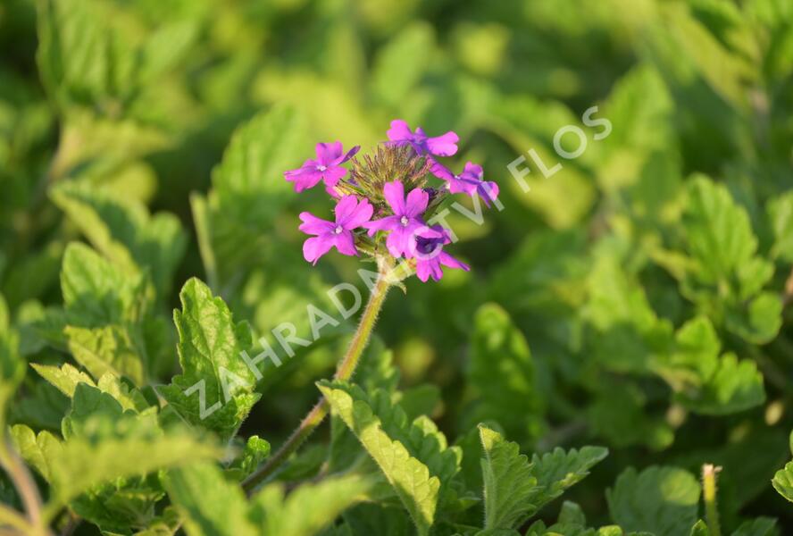 Sporýš 'Homestead Purple' - Verbena canadensis 'Homestead Purple'