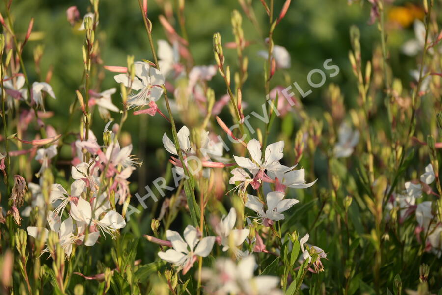 Svíčkovec 'White Dove' - Gaura lindheimeri 'White Dove'