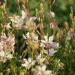 Svíčkovec 'White Dove' - Gaura lindheimeri 'White Dove'