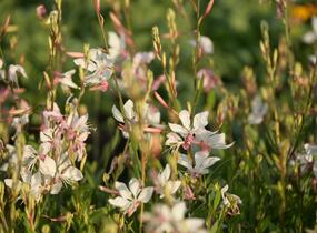 Svíčkovec 'White Dove' - Gaura lindheimeri 'White Dove'