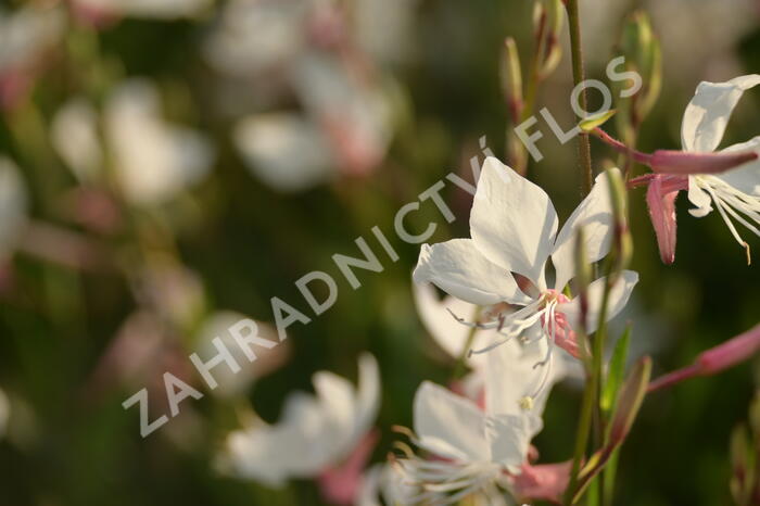 Svíčkovec 'White Dove' - Gaura lindheimeri 'White Dove'