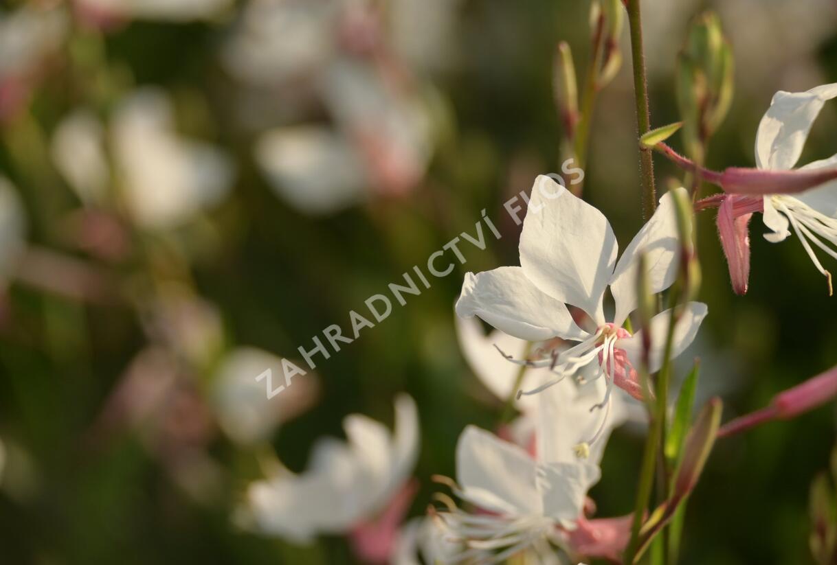 Svíčkovec 'White Dove' - Gaura lindheimeri 'White Dove'
