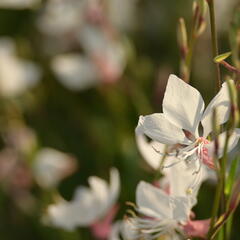 Svíčkovec 'White Dove' - Gaura lindheimeri 'White Dove'