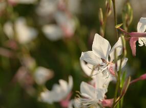 Svíčkovec 'White Dove' - Gaura lindheimeri 'White Dove'