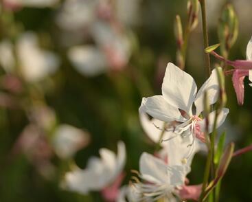 Svíčkovec 'White Dove'