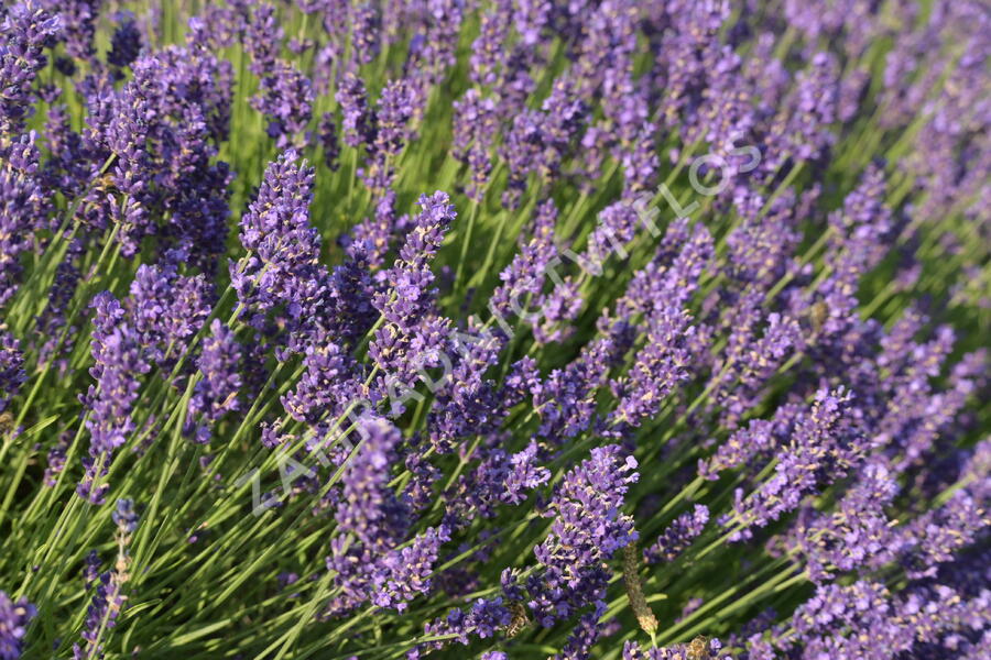 Levandule úzkolistá 'Hidcote Blue' - Lavandula angustifolia 'Hidcote Blue'