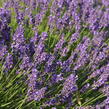 Levandule úzkolistá 'Hidcote Blue' - Lavandula angustifolia 'Hidcote Blue'