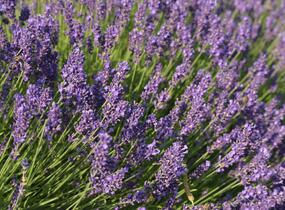 Levandule úzkolistá 'Hidcote Blue' - Lavandula angustifolia 'Hidcote Blue'