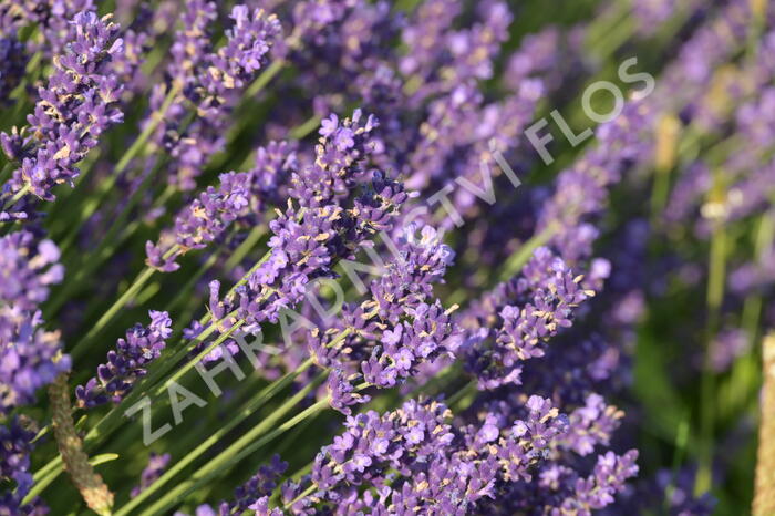 Levandule úzkolistá 'Hidcote Blue' - Lavandula angustifolia 'Hidcote Blue'