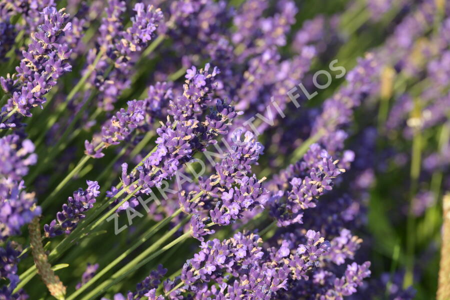 Levandule úzkolistá 'Hidcote Blue' - Lavandula angustifolia 'Hidcote Blue'