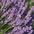 Levandule úzkolistá 'Hidcote Blue' - Lavandula angustifolia 'Hidcote Blue'