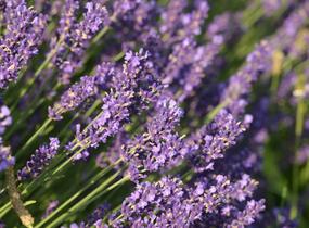 Levandule úzkolistá 'Hidcote Blue' - Lavandula angustifolia 'Hidcote Blue'