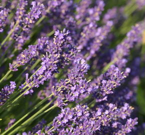 Levandule úzkolistá 'Hidcote Blue' - Lavandula angustifolia 'Hidcote Blue'