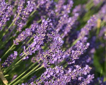 Levandule úzkolistá 'Hidcote Blue'