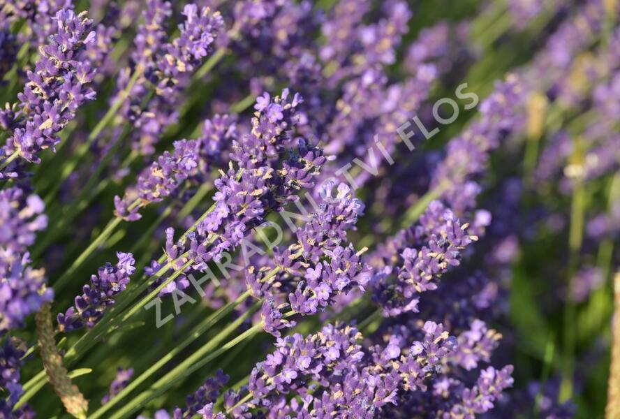 Levandule úzkolistá 'Hidcote Blue' - Lavandula angustifolia 'Hidcote Blue'