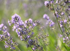 Levandule úzkolistá 'Munstead' - Lavandula angustifolia 'Munstead'