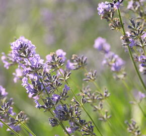 Levandule úzkolistá 'Munstead' - Lavandula angustifolia 'Munstead'