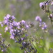 Levandule úzkolistá 'Munstead' - Lavandula angustifolia 'Munstead'