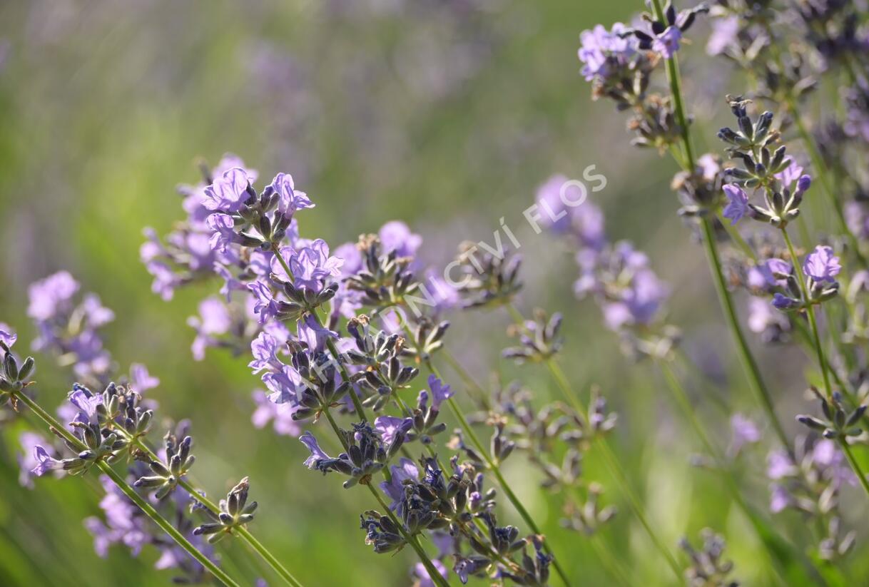 Levandule úzkolistá 'Munstead' - Lavandula angustifolia 'Munstead'