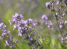 Levandule úzkolistá 'Munstead' - Lavandula angustifolia 'Munstead'