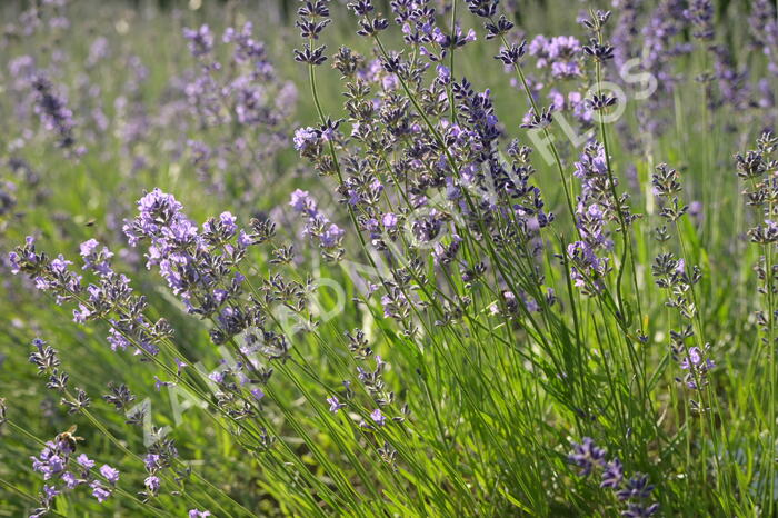 Levandule úzkolistá 'Munstead' - Lavandula angustifolia 'Munstead'