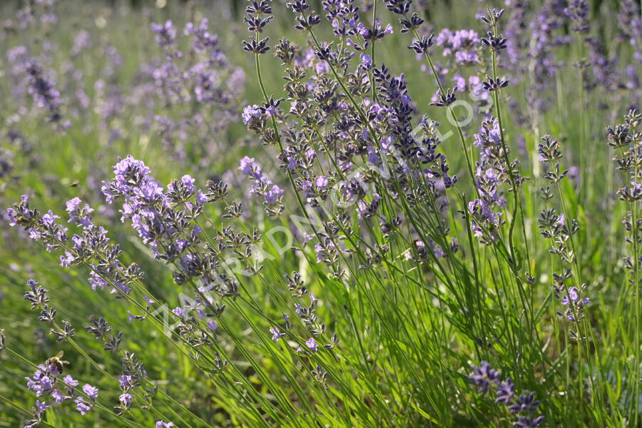 Levandule úzkolistá 'Munstead' - Lavandula angustifolia 'Munstead'