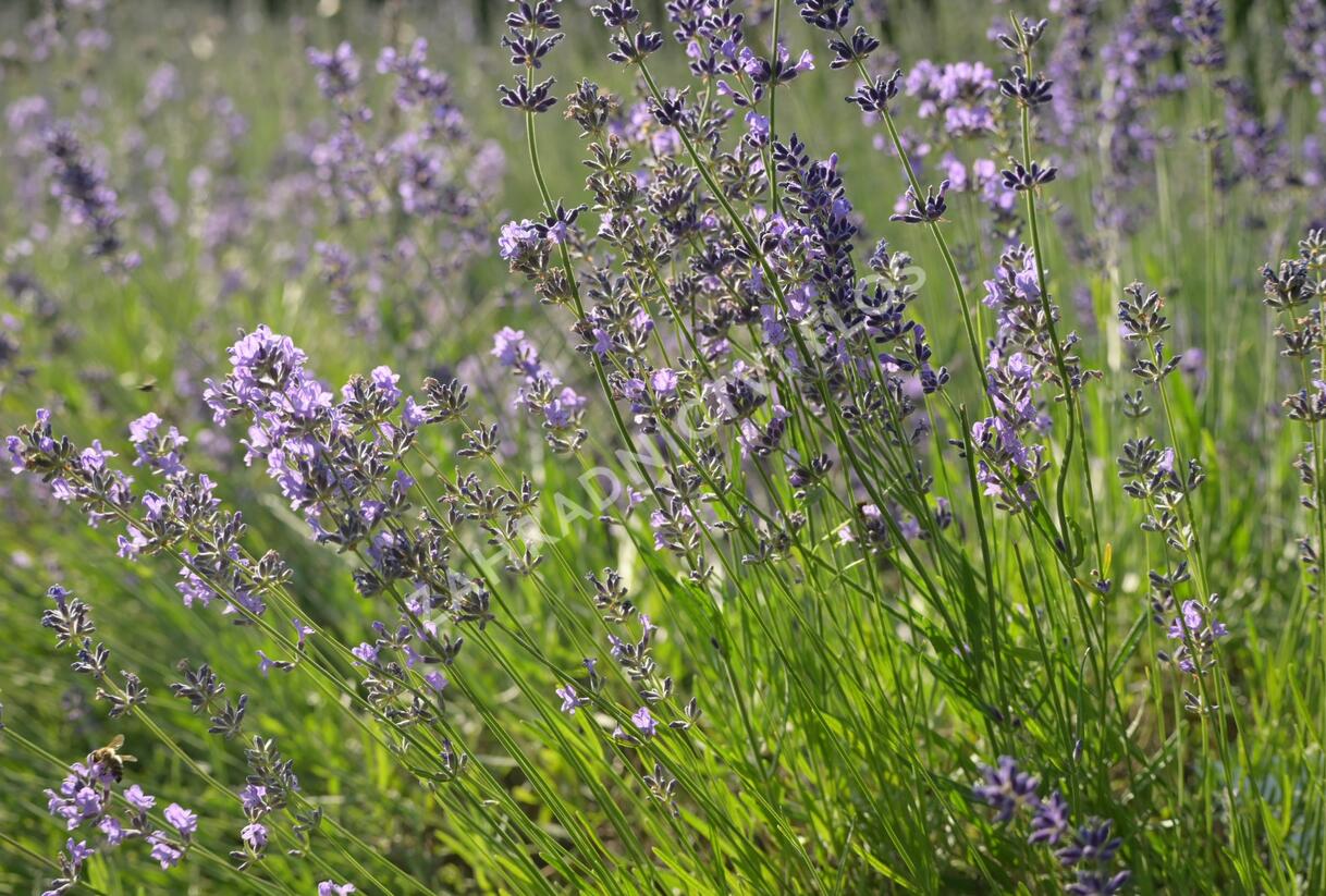 Levandule úzkolistá 'Munstead' - Lavandula angustifolia 'Munstead'