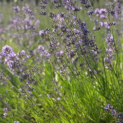 Levandule úzkolistá 'Munstead' - Lavandula angustifolia 'Munstead'