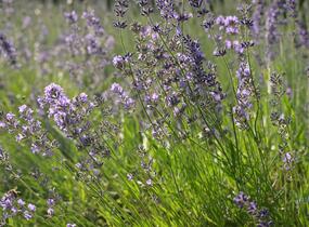Levandule úzkolistá 'Munstead' - Lavandula angustifolia 'Munstead'