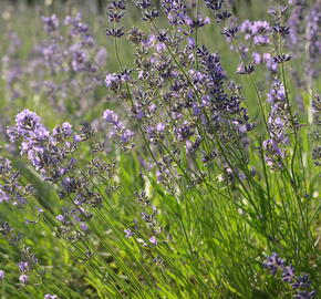 Levandule úzkolistá 'Munstead' - Lavandula angustifolia 'Munstead'