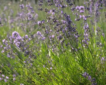 Levandule úzkolistá 'Munstead'
