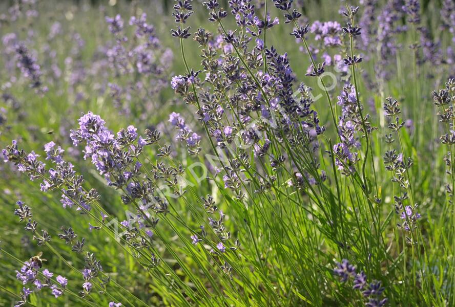 Levandule úzkolistá 'Munstead' - Lavandula angustifolia 'Munstead'