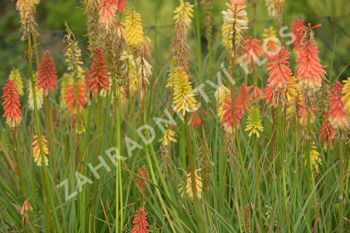 Kleopatřina jehla 'Flamenco' - Kniphofia uvaria 'Flamenco'