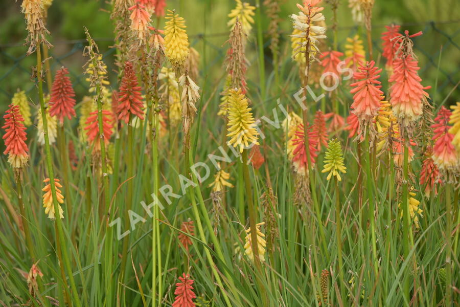 Kleopatřina jehla 'Flamenco' - Kniphofia uvaria 'Flamenco'