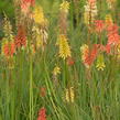 Kleopatřina jehla 'Flamenco' - Kniphofia uvaria 'Flamenco'