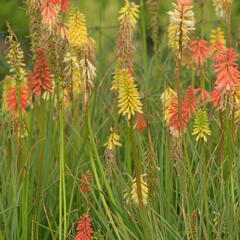 Kleopatřina jehla 'Flamenco' - Kniphofia uvaria 'Flamenco'