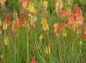 Kleopatřina jehla 'Flamenco' - Kniphofia uvaria 'Flamenco'
