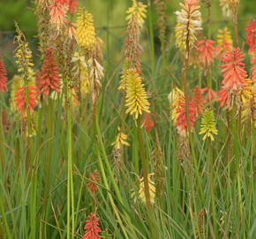 Kleopatřina jehla 'Flamenco' - Kniphofia uvaria 'Flamenco'