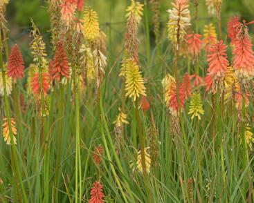 Kleopatřina jehla 'Flamenco'