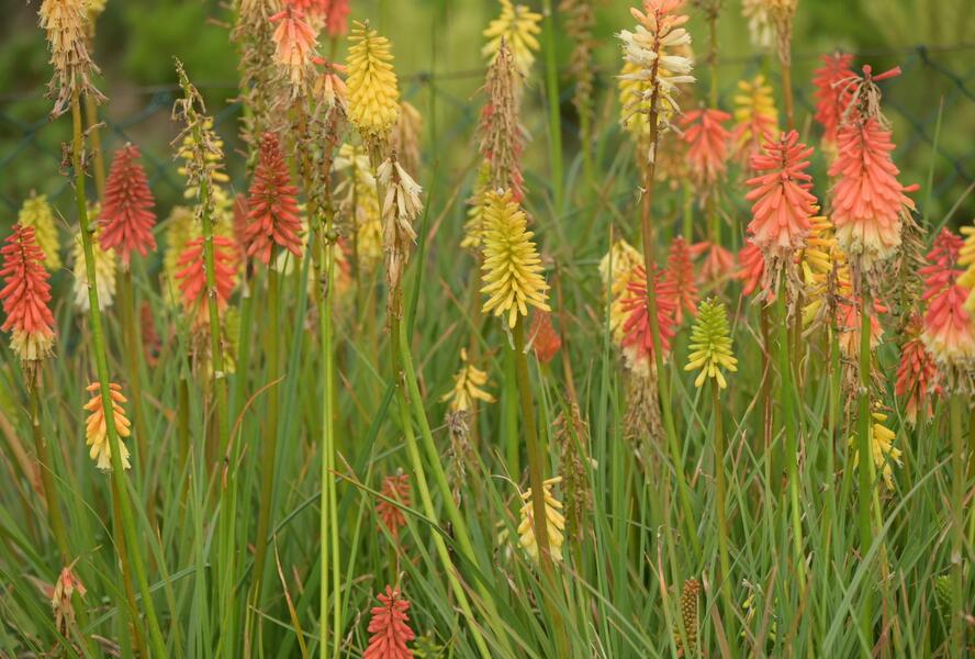 Kleopatřina jehla 'Flamenco' - Kniphofia uvaria 'Flamenco'