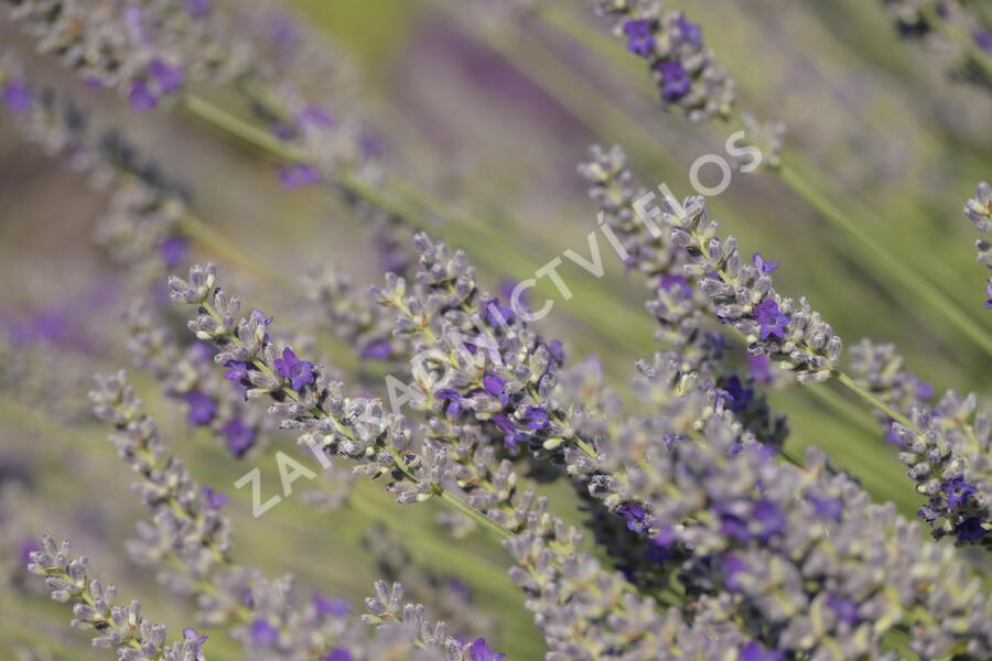 Levandule 'Sawyers' - Lavandula chaytorae 'Sawyers'