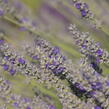 Levandule 'Sawyers' - Lavandula chaytorae 'Sawyers'