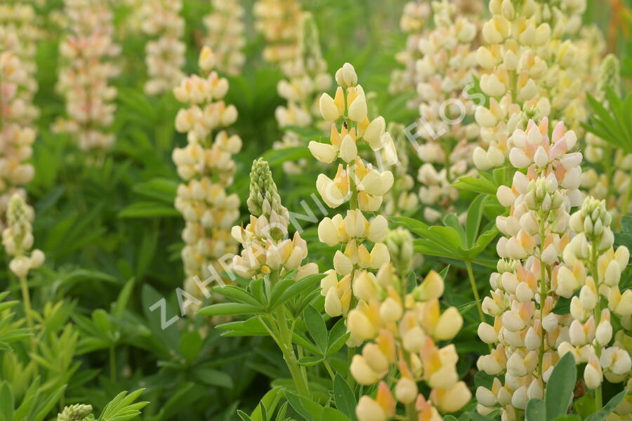 Lupina mnoholistá 'Lupini Yellow' - Lupinus polyphyllus 'Lupini Yellow'