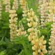 Lupina mnoholistá 'Lupini Yellow' - Lupinus polyphyllus 'Lupini Yellow'