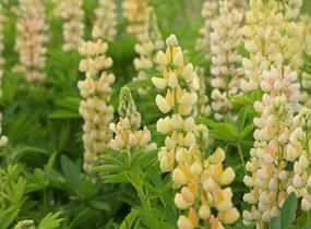 Lupina mnoholistá 'Lupini Yellow' - Lupinus polyphyllus 'Lupini Yellow'
