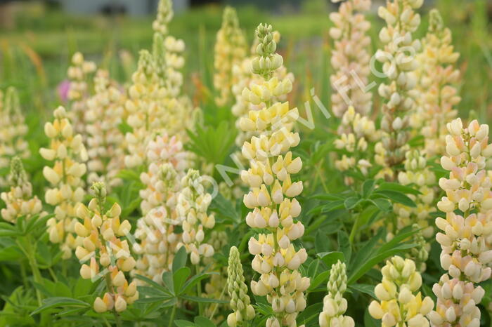 Lupina mnoholistá 'Lupini Yellow' - Lupinus polyphyllus 'Lupini Yellow'