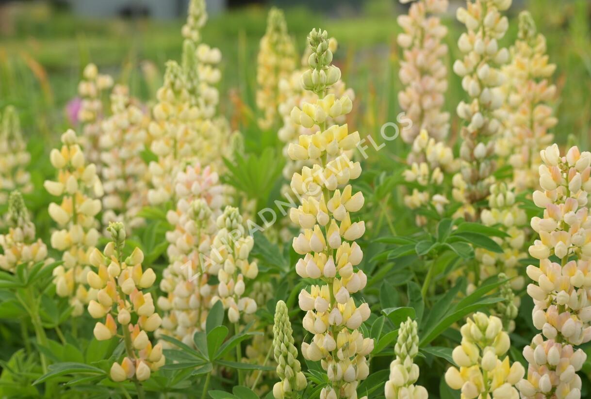 Lupina mnoholistá 'Lupini Yellow' - Lupinus polyphyllus 'Lupini Yellow'