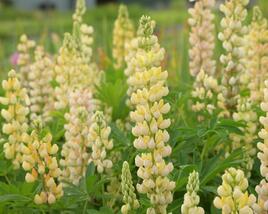 Lupina mnoholistá 'Lupini Yellow'